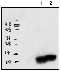 RPL33 | 50S ribosomal protein L33 (chloroplastic) in the group Antibodies Plant/Algal / DNA/RNA/Cell Cycle / Translation at Agrisera AB (Antibodies for research) (AS16 4082)